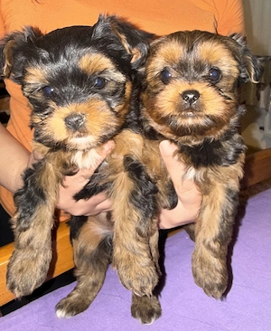 Vând Căței Yorkshire Terrier  - imagine 2