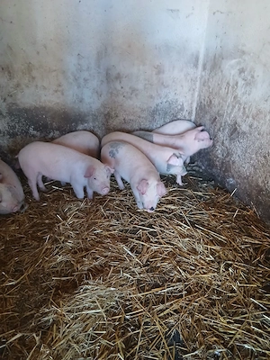 purcei disponibili  - imagine 2