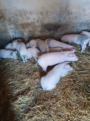 purcei disponibili  - imagine 4