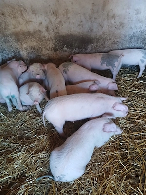 purcei disponibili  - imagine 3