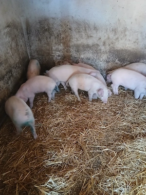 purcei disponibili  - imagine 5