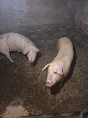 scroafe de vanzare  - imagine 3