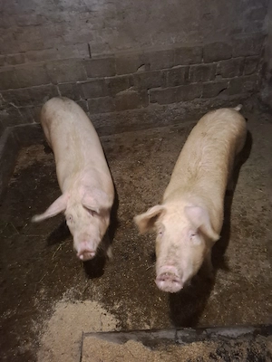 scroafe de vanzare  - imagine 2