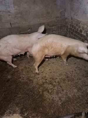 scroafe de vanzare  - imagine 4