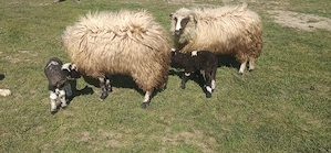 Doua oi de vânzare . - imagine 2