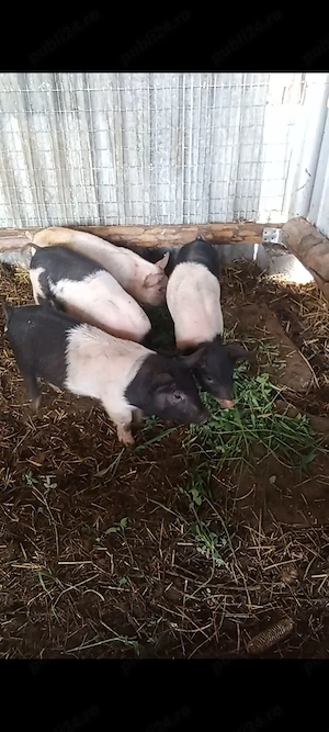 Porci  purcei  soldani - imagine 3