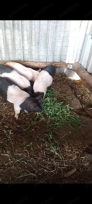 Porci  purcei  soldani