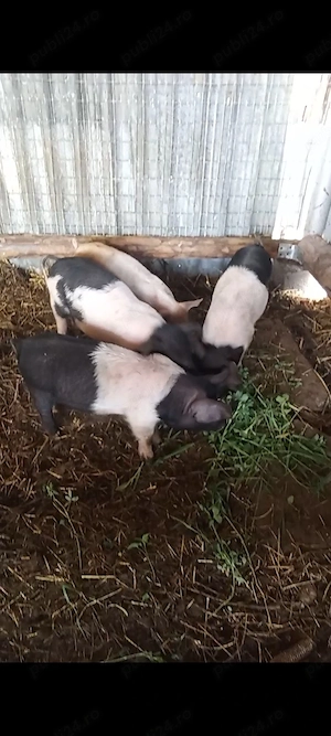 Porci  purcei  soldani - imagine 2