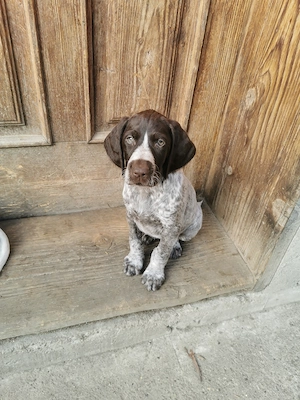 Vând căței Brac German - imagine 2