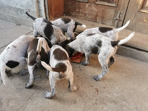 Vând căței Brac German - imagine 5