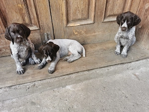 Vând căței Brac German