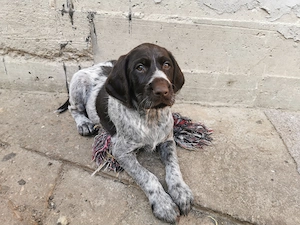 Vând căței Brac German - imagine 3