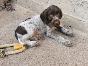 Vând căței Brac German - imagine 4