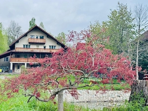 Inchiriere pensiune Bran