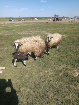 Doua oi de vânzare .