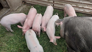 Purcei de 7 săptămâni - imagine 2