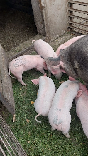 Purcei de 7 săptămâni - imagine 4