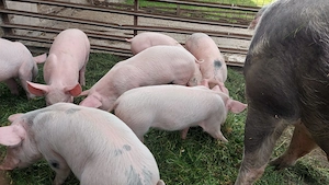 Purcei de 7 săptămâni - imagine 3