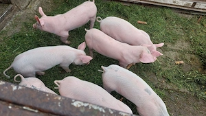 Purcei de 7 săptămâni - imagine 5