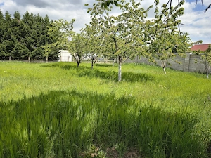 Tuns Gazon și Defrișări Terenuri - imagine 3