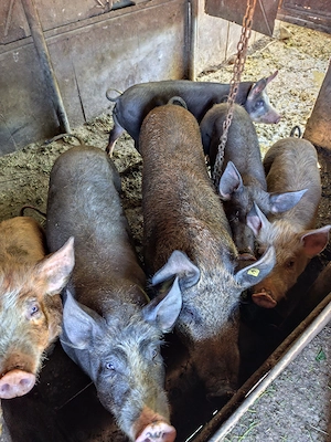 Vând porci carne  - imagine 4