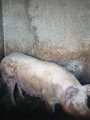 Vând porc!  - imagine 4