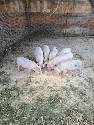 vând purcei - imagine 2