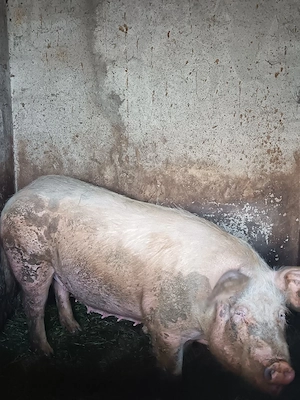 Vând porc!  - imagine 5