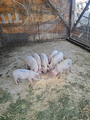 vând purcei - imagine 5