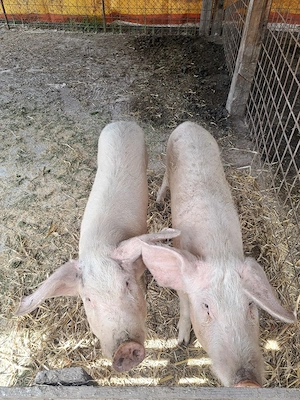 vând purcei - imagine 3