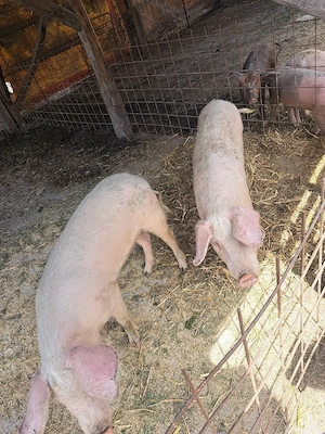 vând purcei - imagine 4