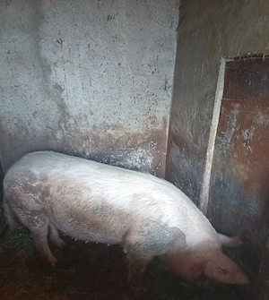 Vând porc!  - imagine 2