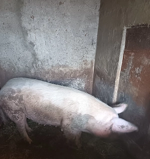 Vând porc!  - imagine 3