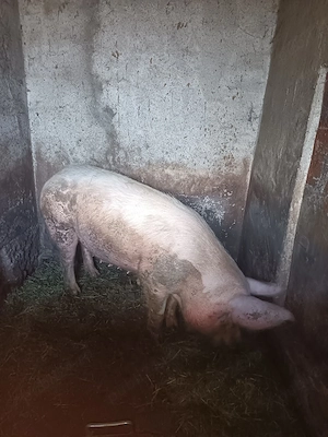 Vând porc! 