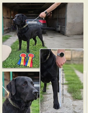Labrador    DOW - imagine 2