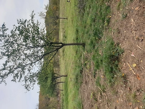 imobiliare vand casa balotesti mehedinti