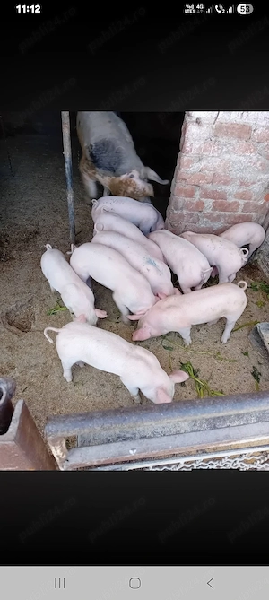 purcei de vanzare - imagine 2