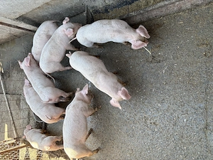 Purcei de vanzare - imagine 7