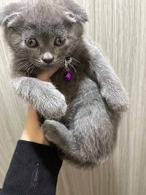 fetita scotish fold - imagine 2