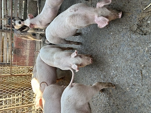 Purcei de vanzare - imagine 3