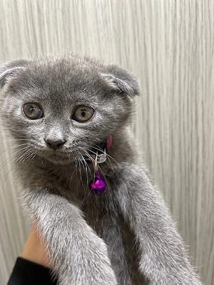 fetita scotish fold - imagine 3