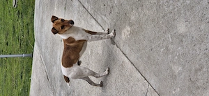 Vand Fox terrier vârstă 11 luni. - imagine 3