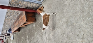 Vand Fox terrier vârstă 11 luni. - imagine 2