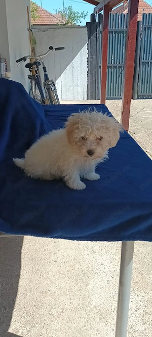 De vânzare bison maltez baietel  - imagine 2