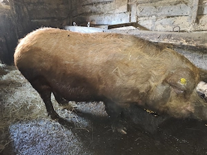 Porc de vanzare  - imagine 2