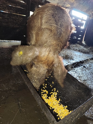 Porc de vanzare  - imagine 3