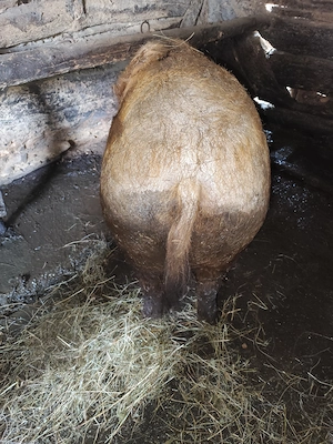 Porc de vanzare  - imagine 4