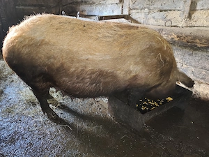 Porc de vanzare  - imagine 5