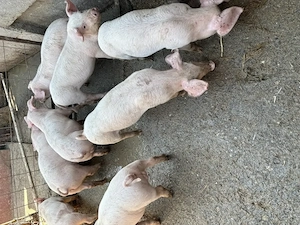 Purcei de vanzare - imagine 9