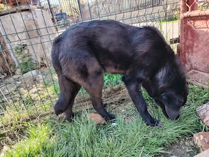 Catelusa metis Corb si Kangal in varsta de 7 luni - imagine 3